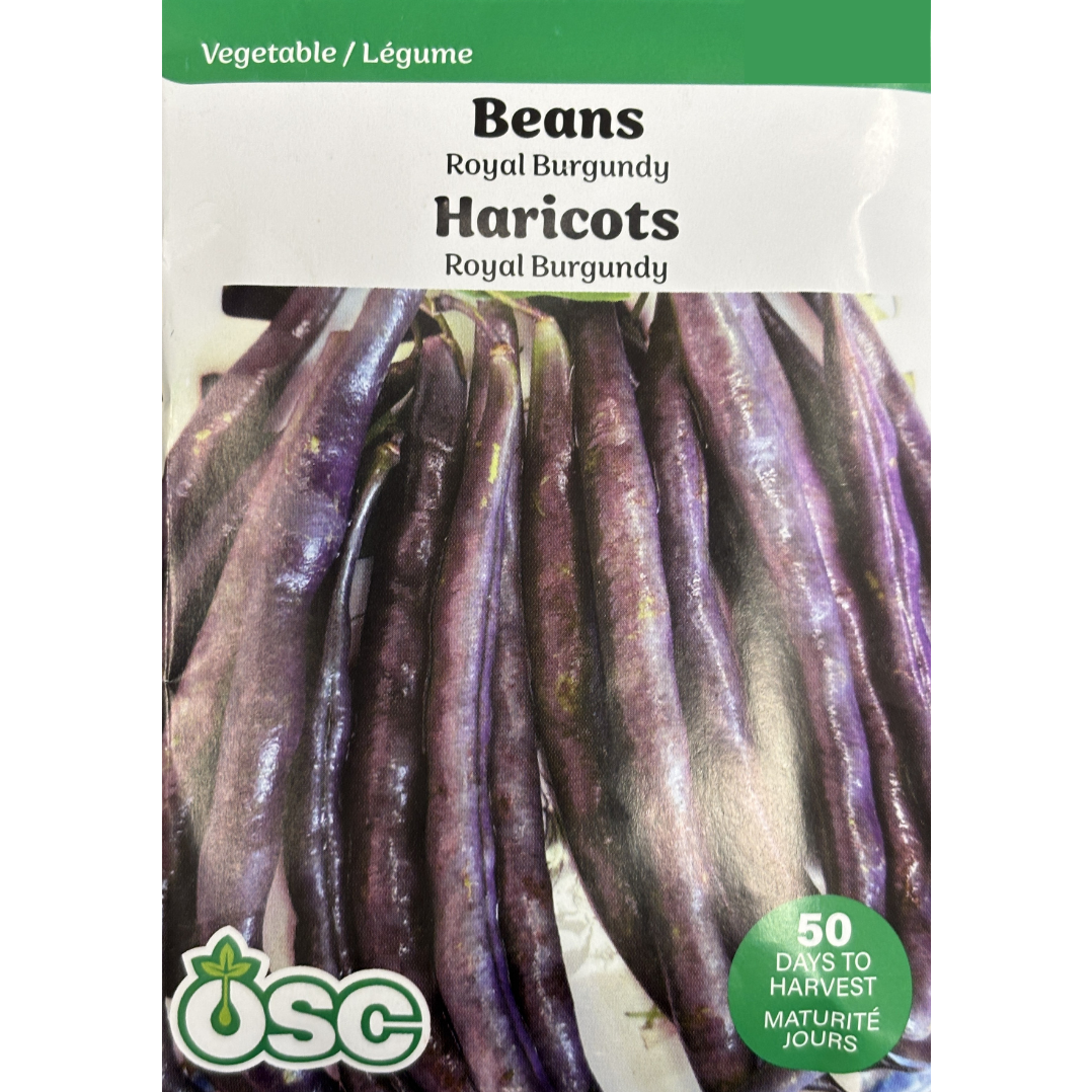 Beans 'Royal Burgundy'
