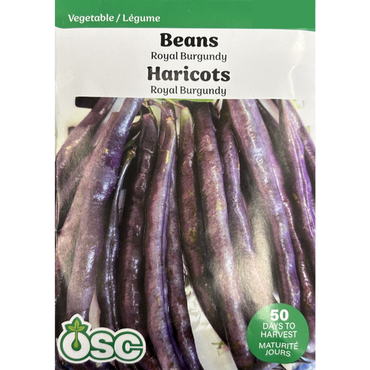 Beans 'Royal Burgundy'