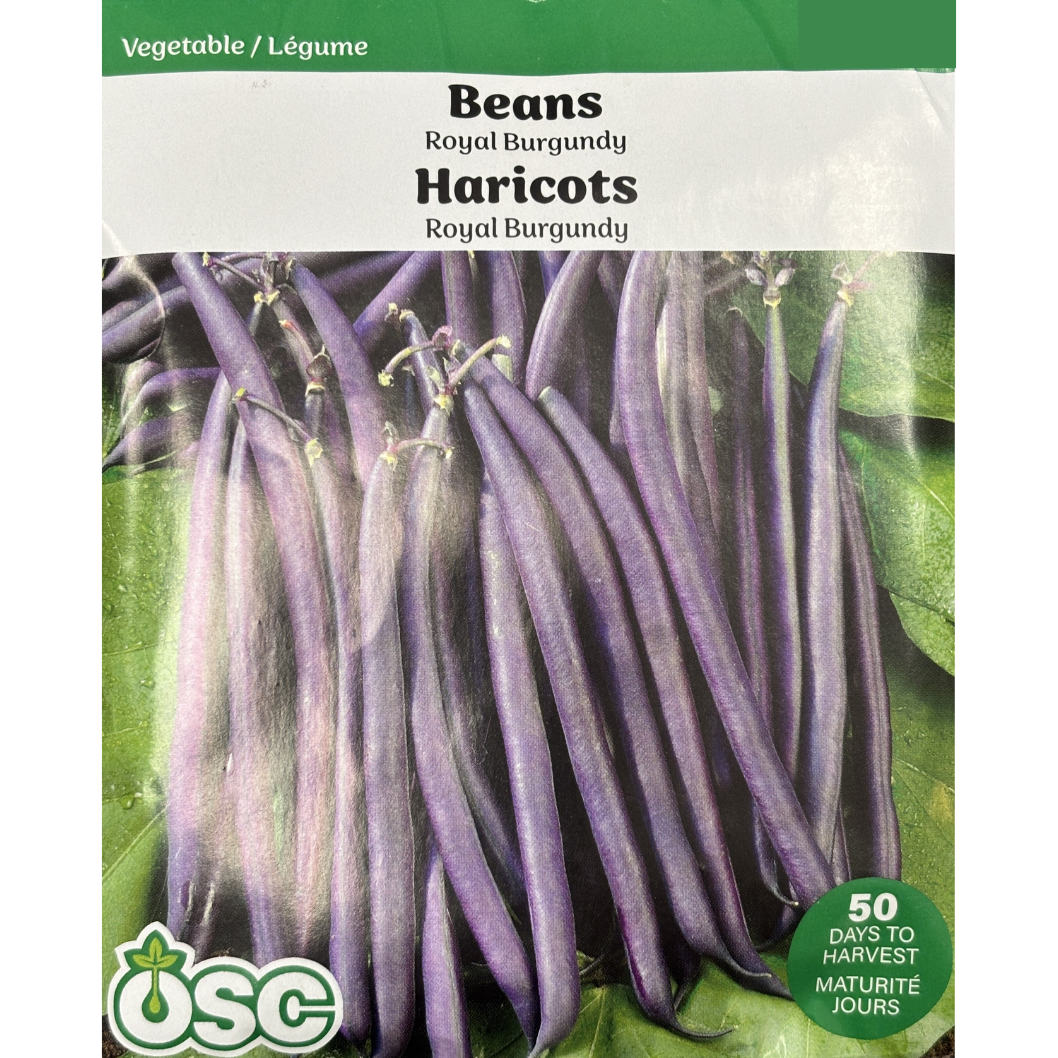 Beans 'Royal Burgundy'