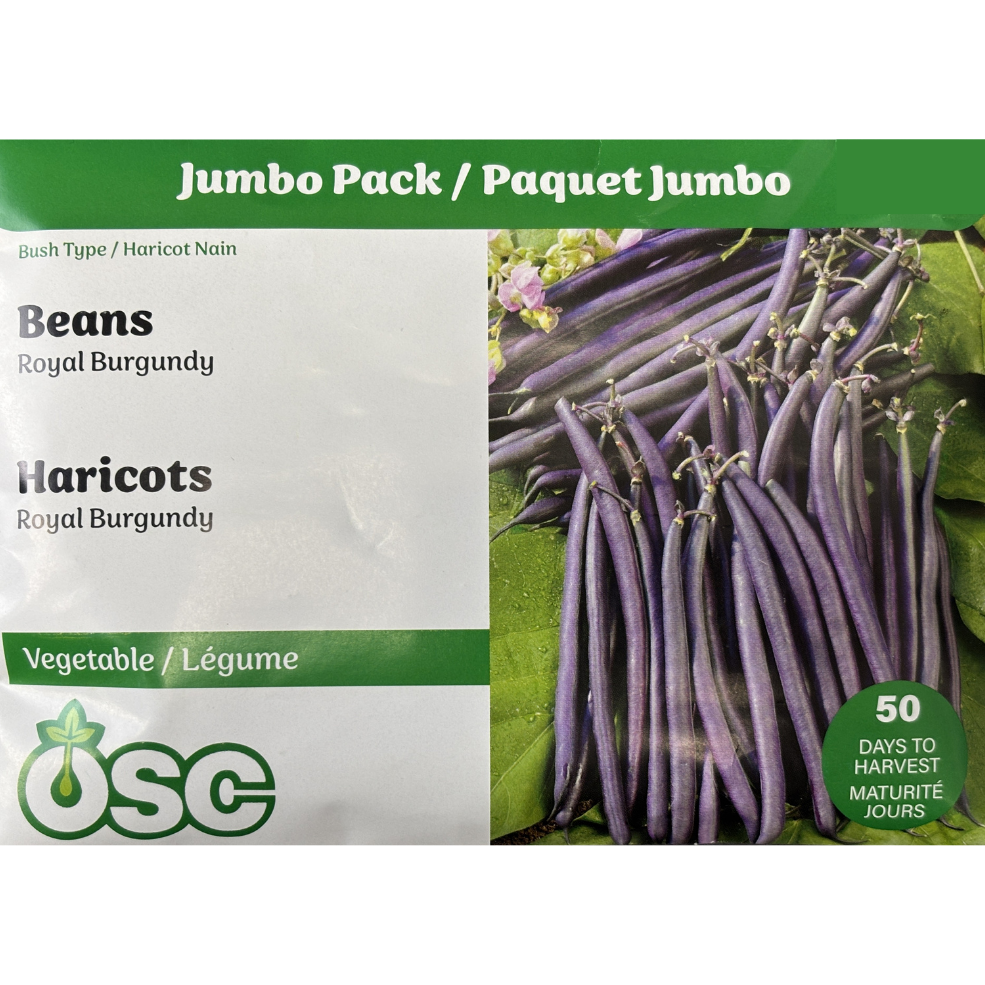 Beans 'Royal Burgundy'