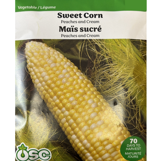 Corn 'Peaches & Cream'
