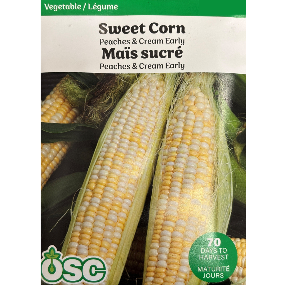 Corn 'Peaches & Cream'