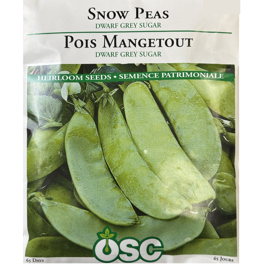 Pea 'Oregon Sugar Pod II' Snow Pea