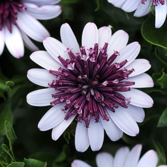 Osteospermum African Daisy '4D™'