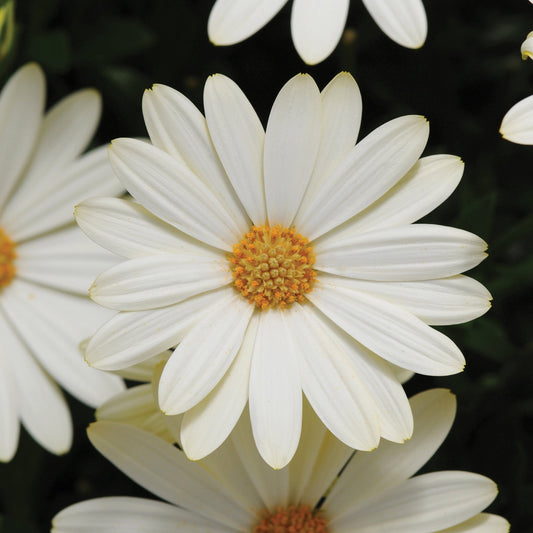 Osteospermum African Daisy