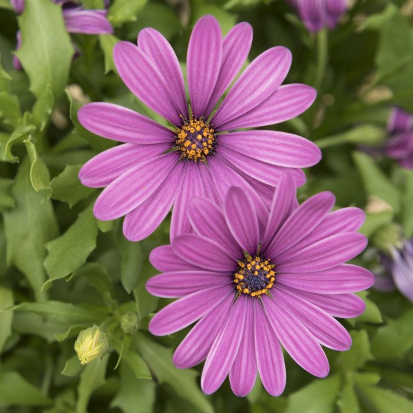 Osteospermum African Daisy
