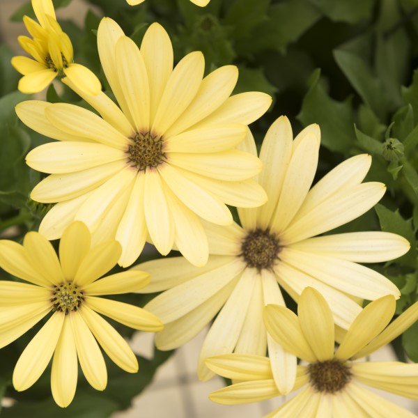 Osteospermum African Daisy 'Margarita'