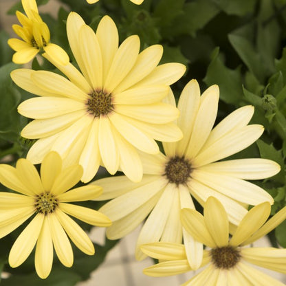 Osteospermum African Daisy 'Margarita'