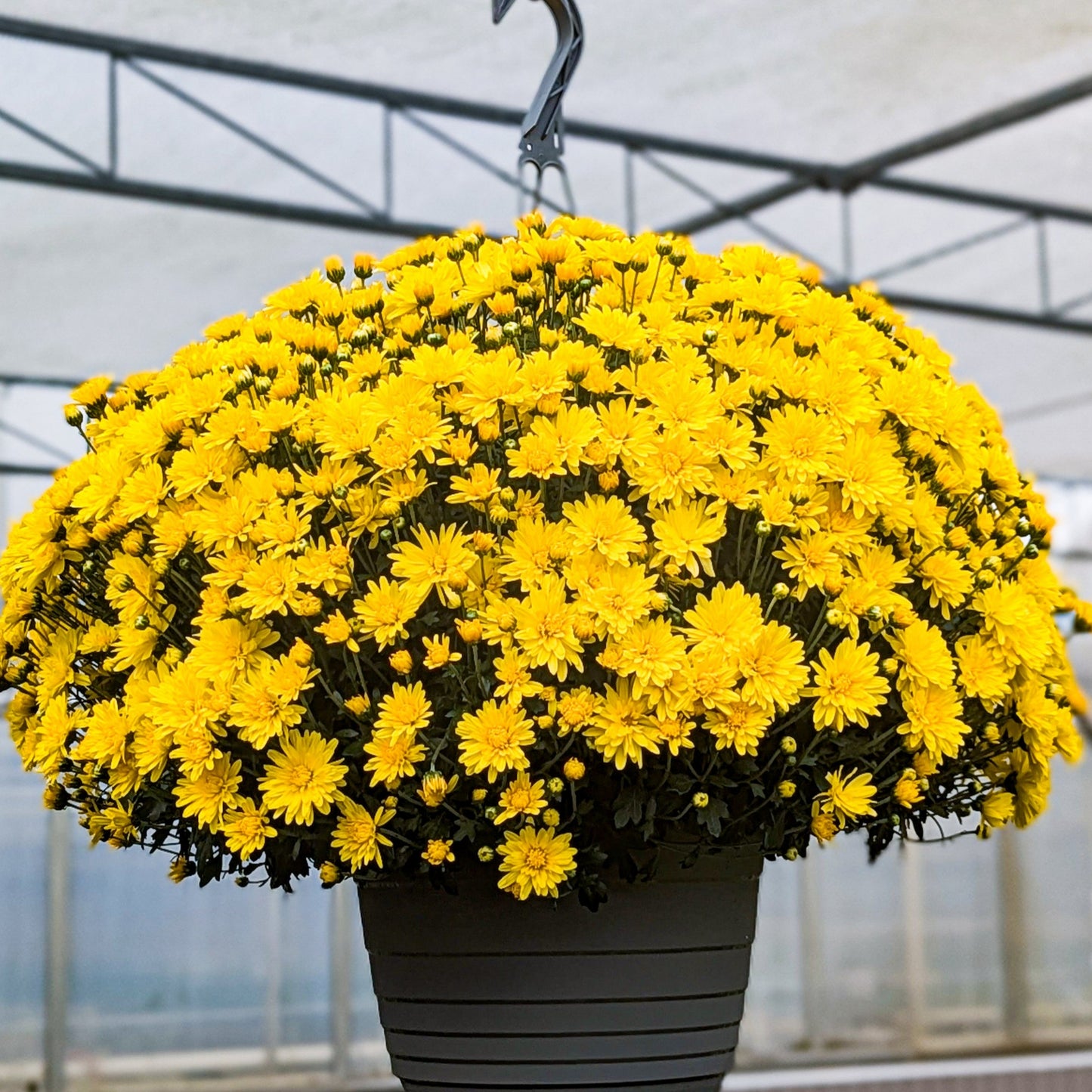 Fall Chrysanthemums 10" HB