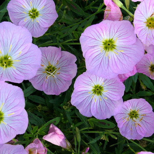 Evening Primrose