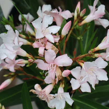 Oleander