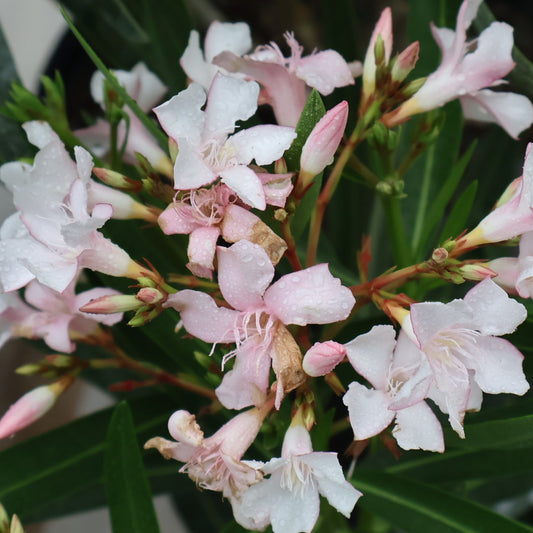 Oleander