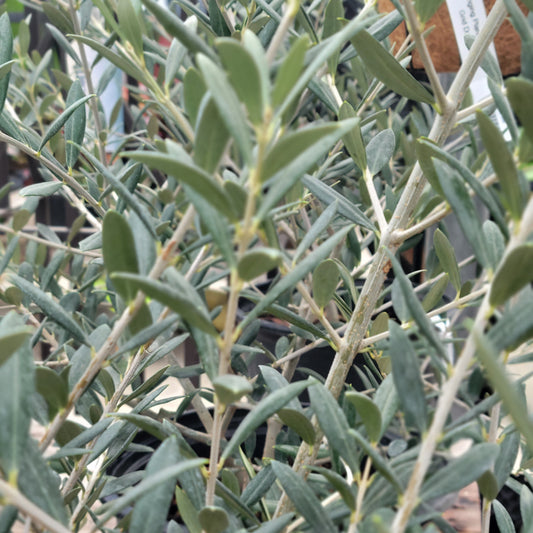 Olive Plant