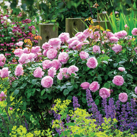 Rose 'Olivia Rose Austin'