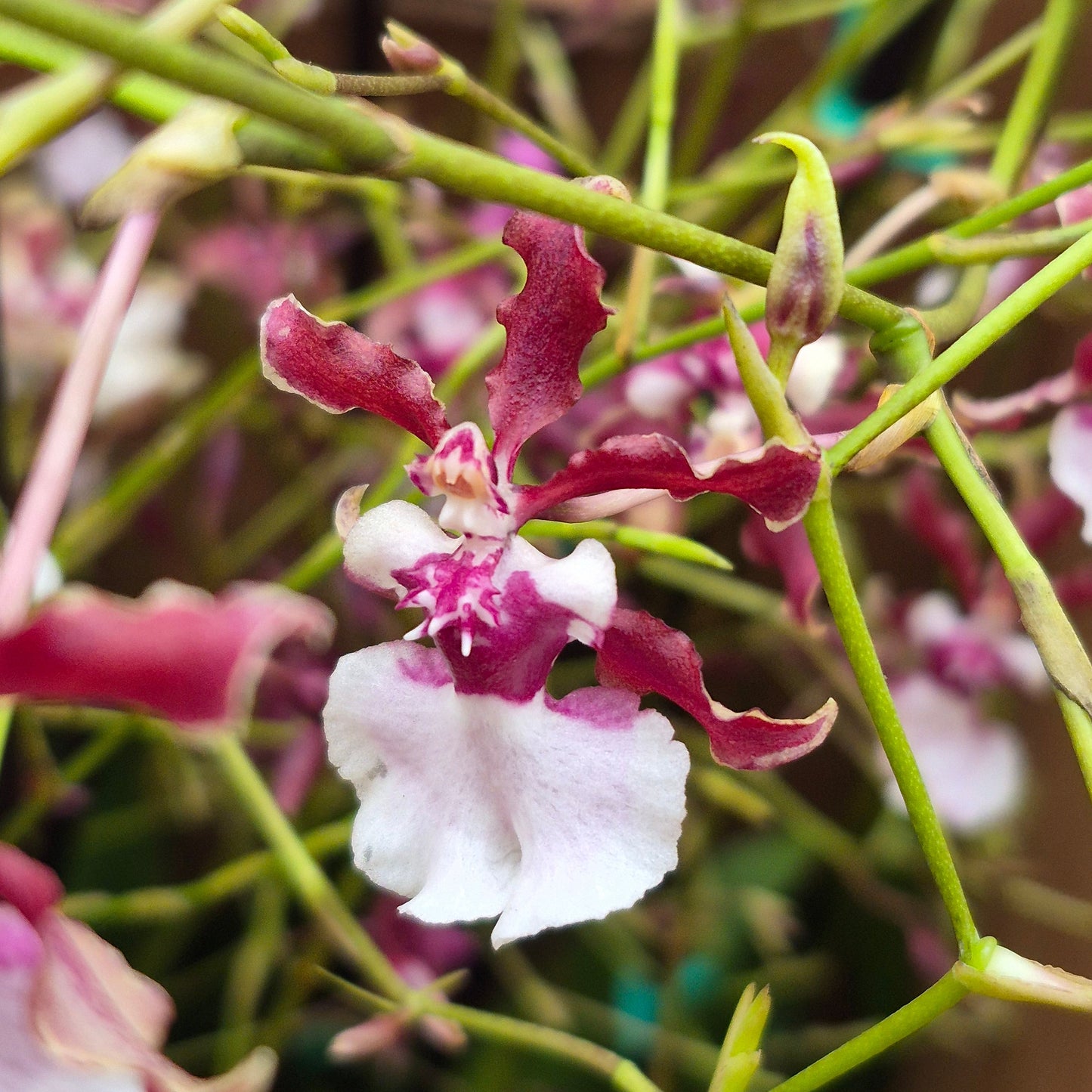 Oncidium Orchid
