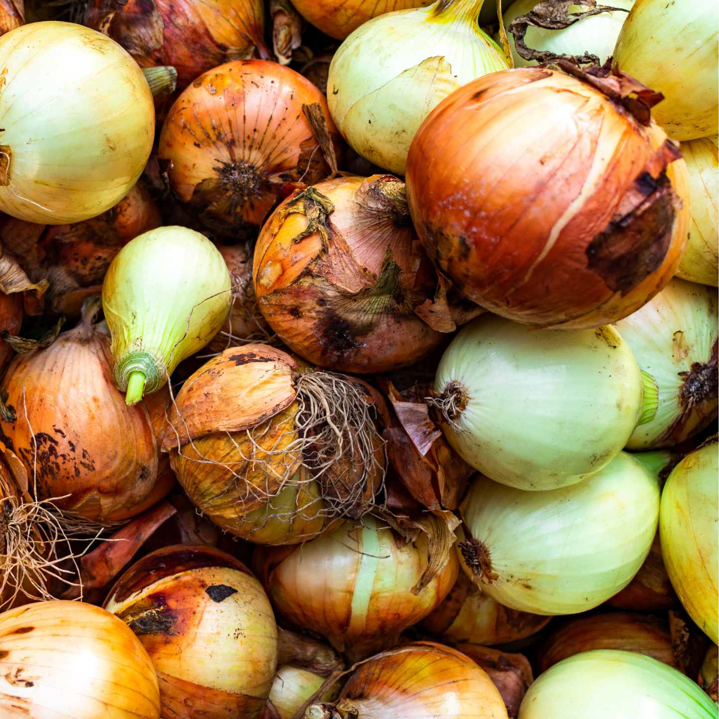 Onion 'Candy'