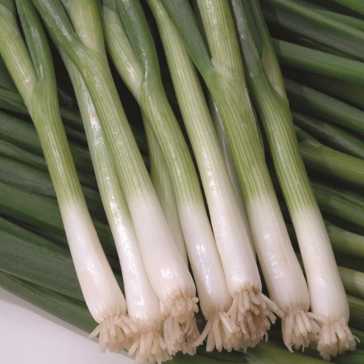 Scallions 'Green Banner'