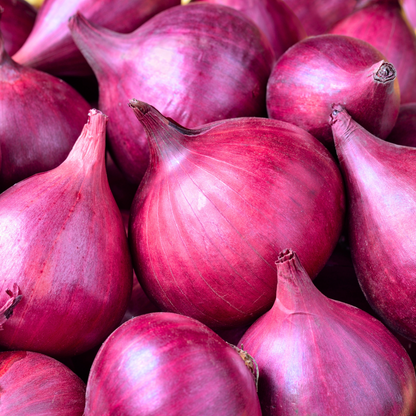 Onion 'Red Carpet'