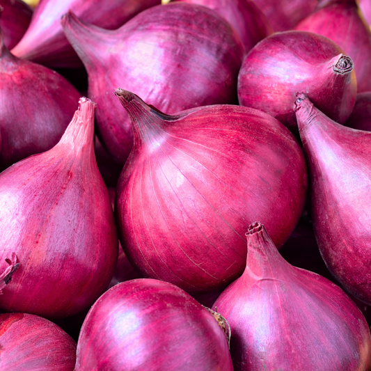 Onion 'Red'