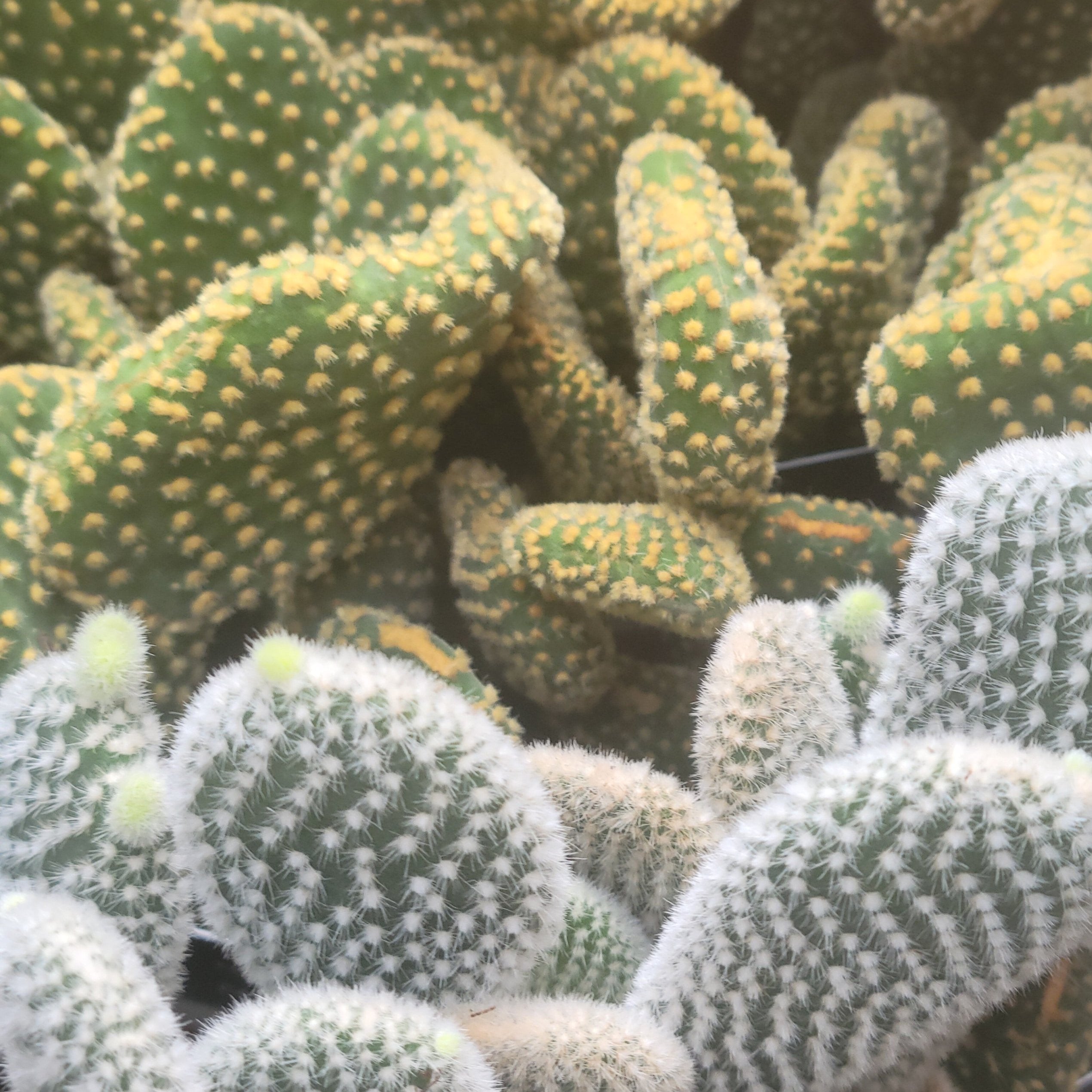 Opuntia (Prickly Pear) Assorted Cactus (Copy) Scott's Nursery Ltd.