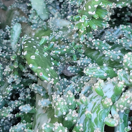 Prickly Pear Cactus