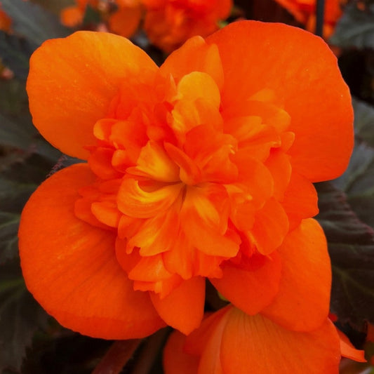 Begonia 'Garden'