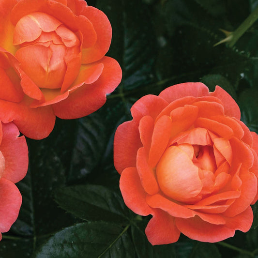 Rose 'Orange Glow™ Knock Out®'