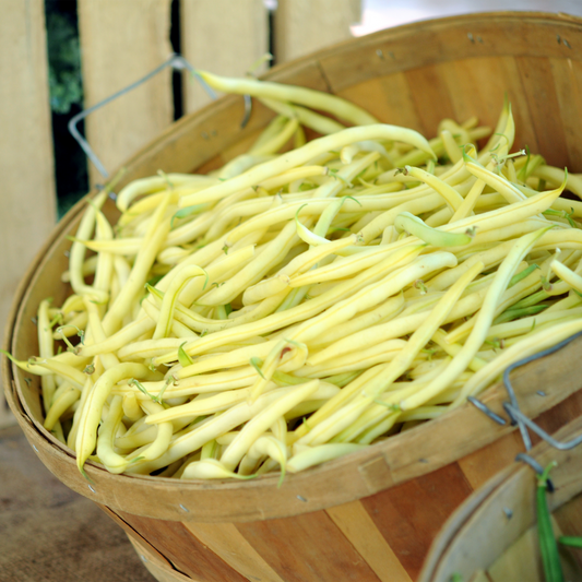 Beans 'Gold Rush' (Yellow) Bush
