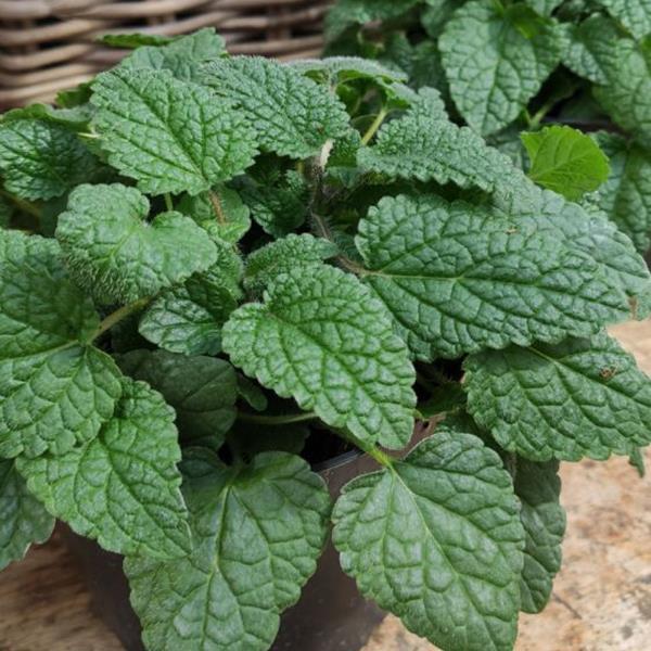 Lemon Balm 'Orange Mandarin'