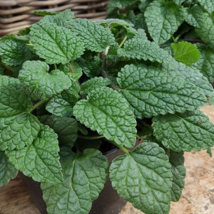 Lemon Balm 'Orange Mandarin'
