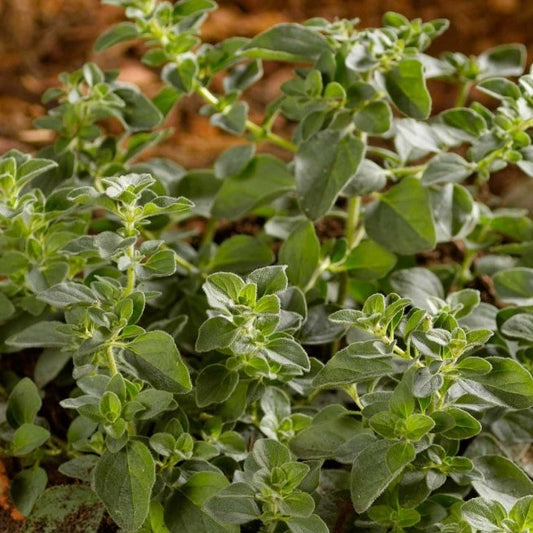 Oregano 'Italian'