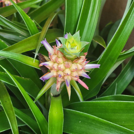 Ornamental Pineapple Bromeliad