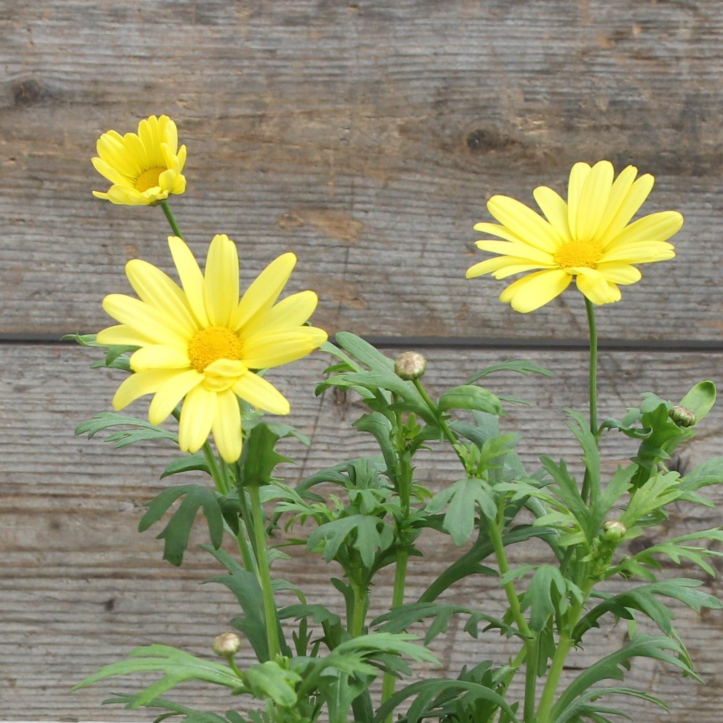 Argyranthemum Marguerite Daisy 'Comet'