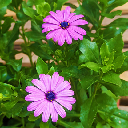 Osteospermum African Daisy 'Margarita'