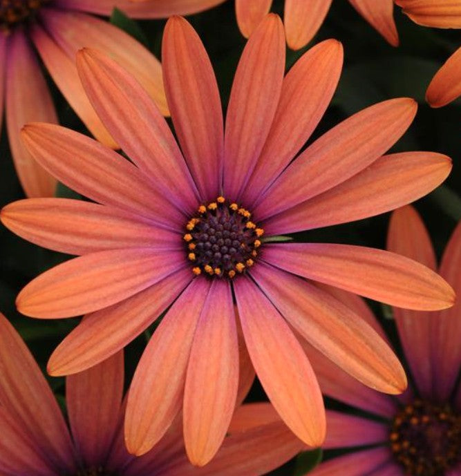 Osteospermum African Daisy 'Margarita'