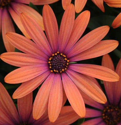 Osteospermum African Daisy 'Margarita'