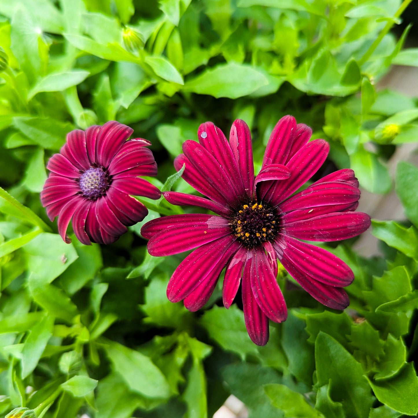 Osteospermum African Daisy