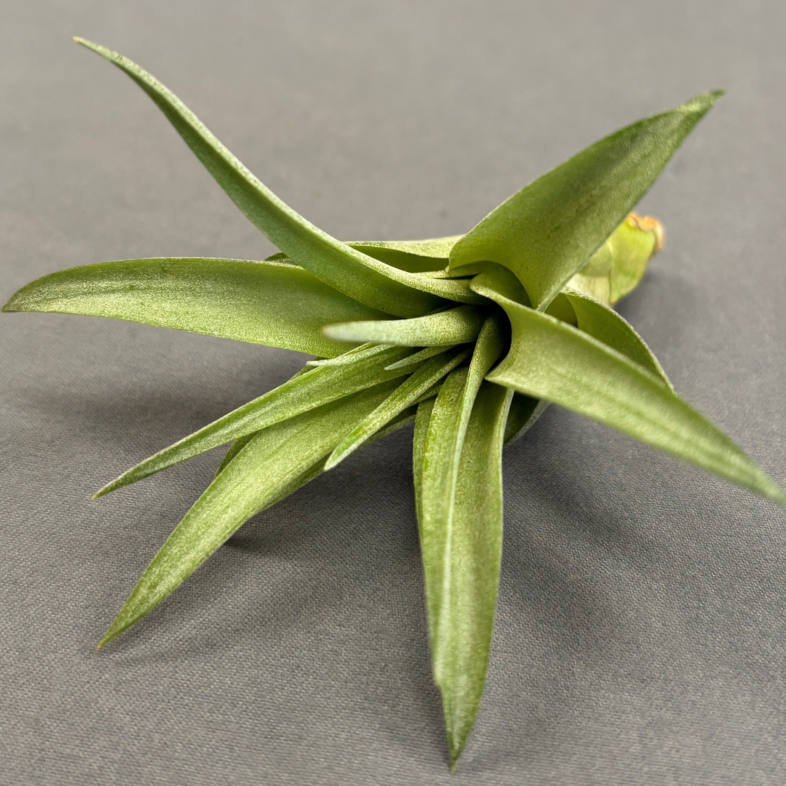 Air Plant