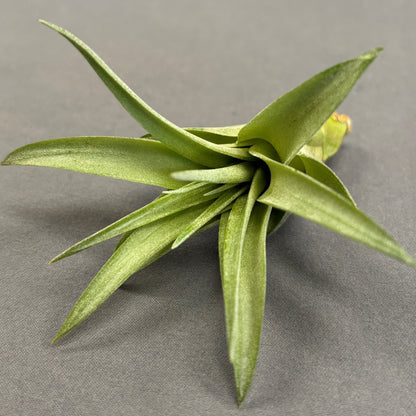 Air Plant