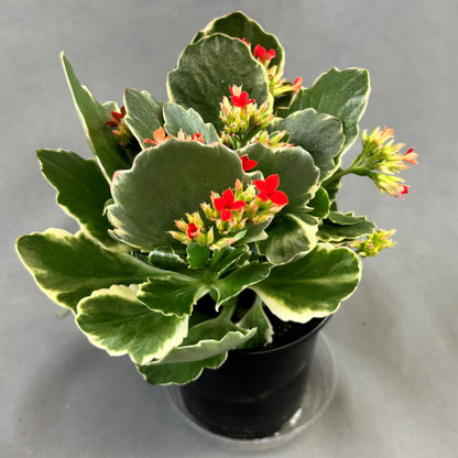 Kalanchoe 'Kandy Kane'