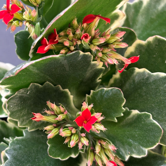 Kalanchoe 'Kandy Kane'