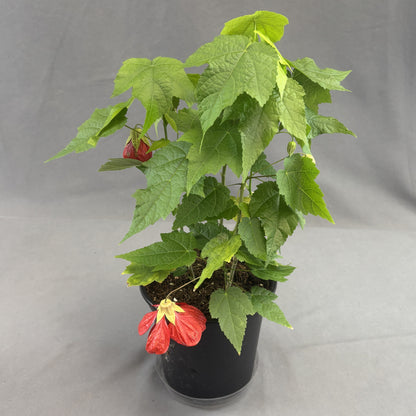 Parlor Maple
