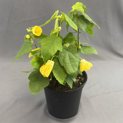 Parlor Maple