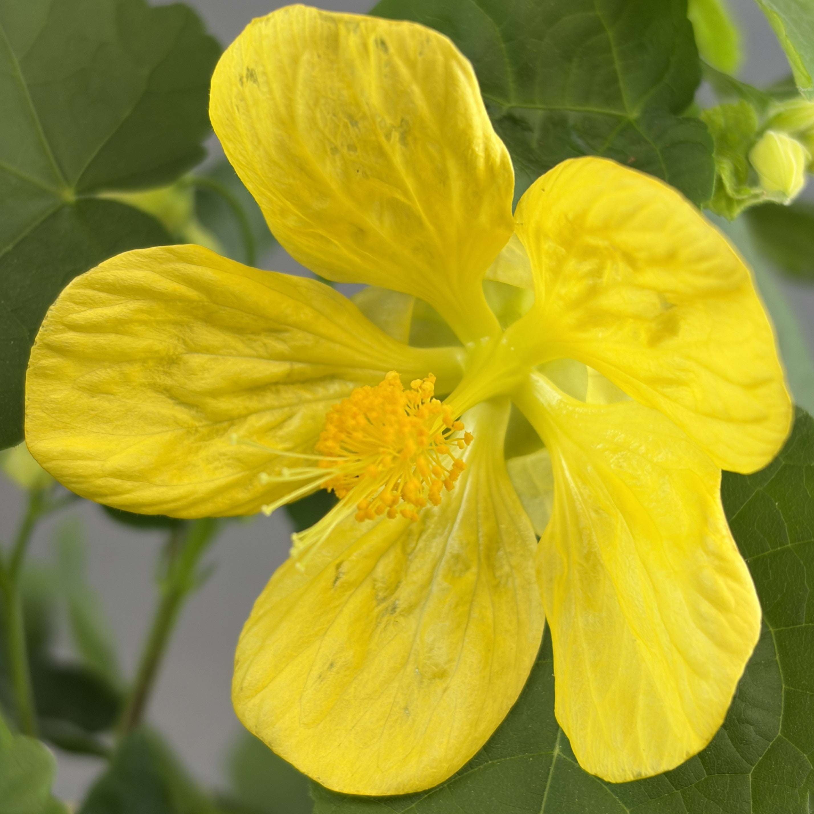 Parlor Maple