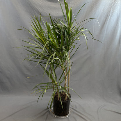 Dracaena 'Staggered'