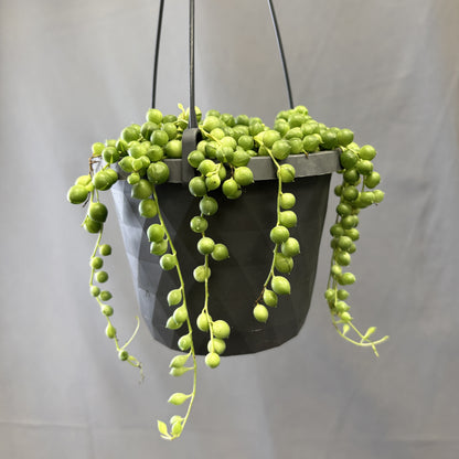 String-of-Pearls