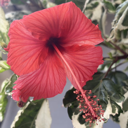Tropical Hibiscus