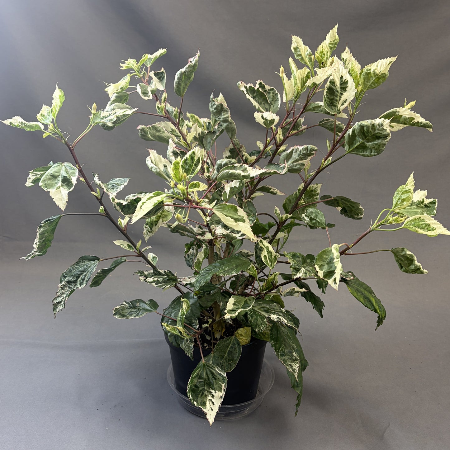 Tropical Hibiscus