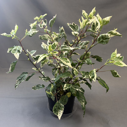Tropical Hibiscus