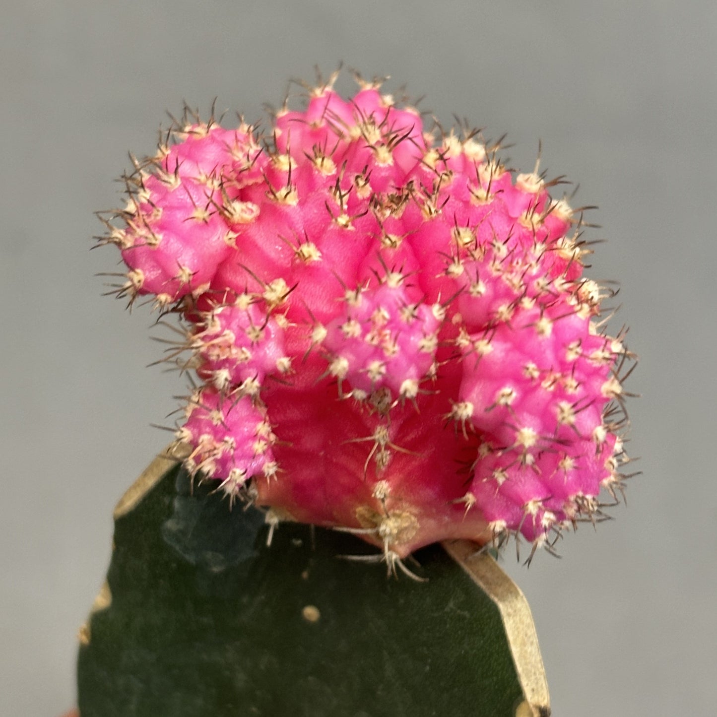 Grafted Moon Cactus